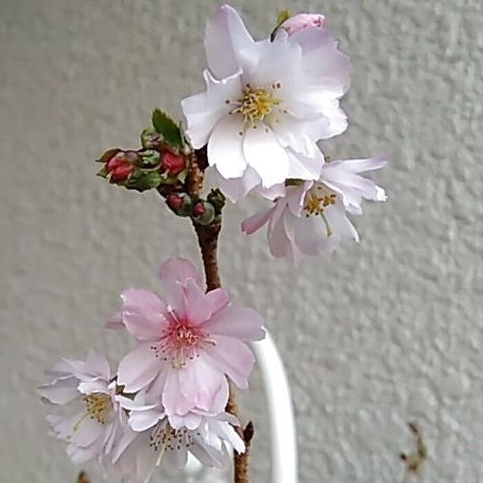 昨年秋にスワンの背中で咲いた十月桜です。