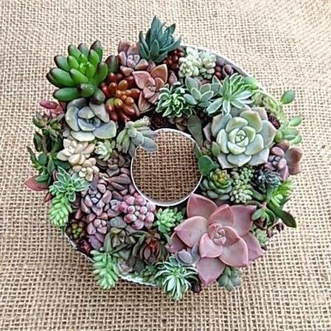 飾りながら作る多肉植物のカット苗 挿し芽 飾り方いろいろ O 暮らしニスタ 飾りながら作る多肉植物のカット苗 挿し芽 飾り方いろいろ O 暮らしニスタ