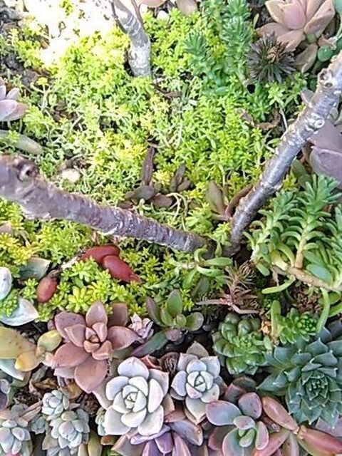 多肉植物を季節の草花や花木と一緒に植える方法 暮らしニスタ 多肉植物を季節の草花や花木と一緒に植える方法 暮らしニスタ