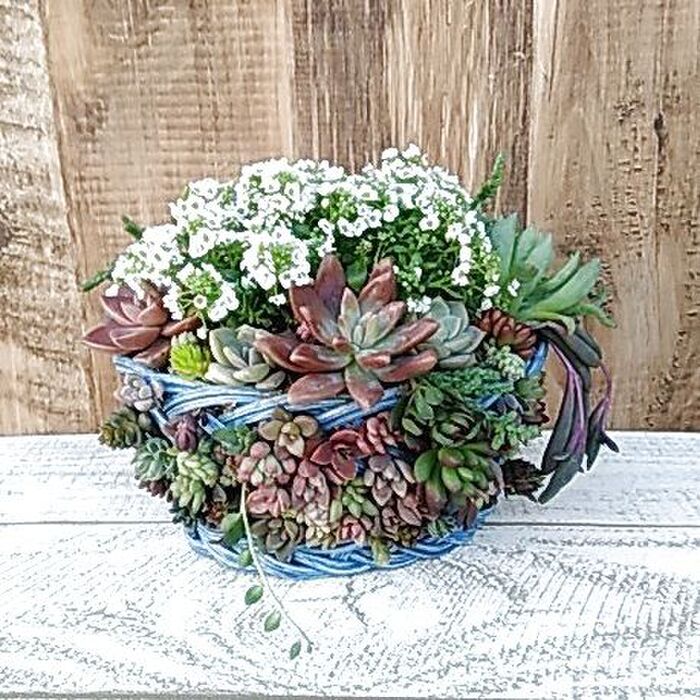 多肉植物を季節の草花や花木と一緒に植える方法|園芸のアイデア 多肉植物を季節の草花や花木と一緒に植える方法|園芸のアイデア