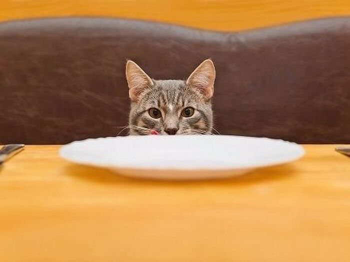 ■猫と人間の食器を区別しない
