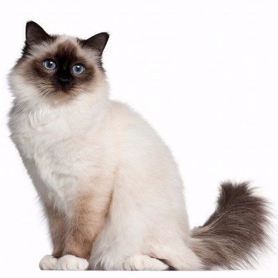 鼻にホクロがある猫は強運 W 猫の 目 と 鼻 でわかる 猫の性格占い 暮らしニスタ