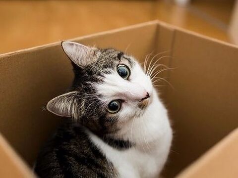鼻にホクロがある猫は強運 W 猫の 目 と 鼻 でわかる 猫の性格占い 暮らしニスタ