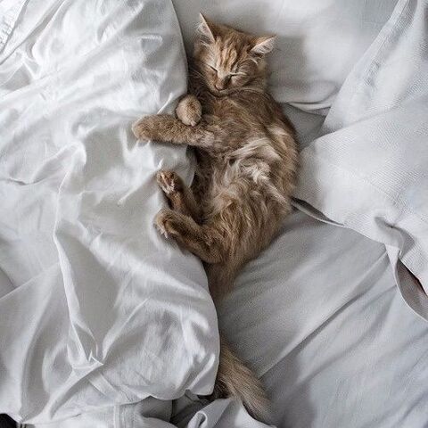 自立した大人猫 甘えた子猫さん 猫の寝る場所からわかる猫の精神年齢 暮らしニスタ 自立した大人猫 甘えた子猫さん 猫の寝る場所からわかる猫の精神年齢 暮らしニスタ
