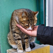 【猫と防災】災害時に逃げる時に役に立つ！猫に「おいで」を教えてみよう♪