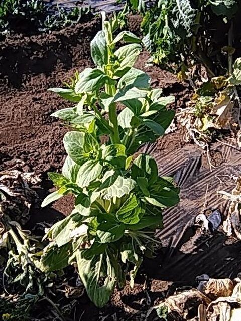 その1 ターサイ チンゲンサイ 捨てずに食べられる 採り遅れのトウ立ち野菜 暮らしニスタ その1 ターサイ チンゲンサイ 捨てずに食べられる 採り遅れのトウ立ち野菜 暮らしニスタ