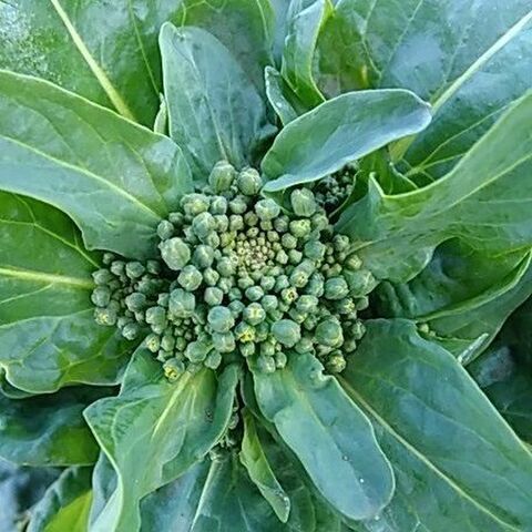 その1 ターサイ チンゲンサイ 捨てずに食べられる 採り遅れのトウ立ち野菜 暮らしニスタ その1 ターサイ チンゲンサイ 捨てずに食べられる 採り遅れのトウ立ち野菜 暮らしニスタ