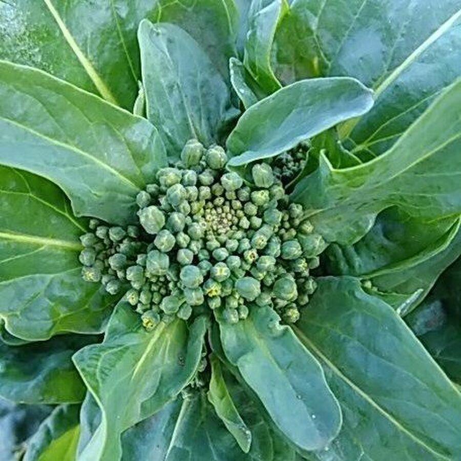 その1 ターサイ チンゲンサイ 捨てずに食べられる 採り遅れのトウ立ち野菜 暮らしニスタ その1 ターサイ チンゲンサイ 捨てずに食べられる 採り遅れのトウ立ち野菜 暮らしニスタ