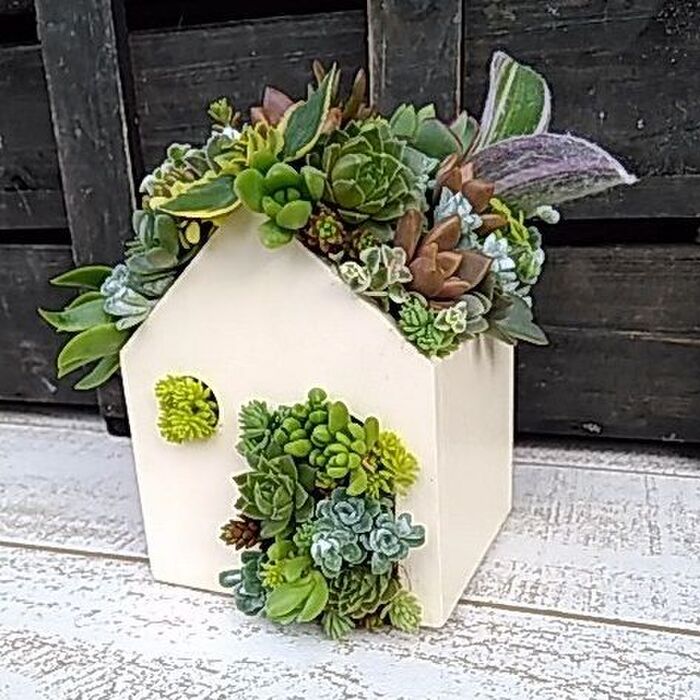 ☆多肉植物寄せ植え〜手作り木製HOUSE ピンクお屋根のうさぎさん寄せ〜☆ ☆多肉植物寄せ植え〜手作り木製HOUSE ピンクお屋根のうさぎさん寄せ〜☆