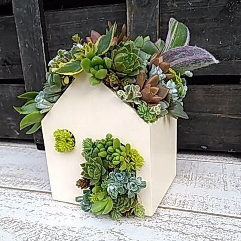 多肉植物の寄せ植えinダイソーの100均木製ハウスのリメイク鉢 簡単 工具不要 暮らしニスタ 多肉植物の寄せ植えinダイソーの100均木製ハウスのリメイク鉢 簡単 工具不要 暮らしニスタ