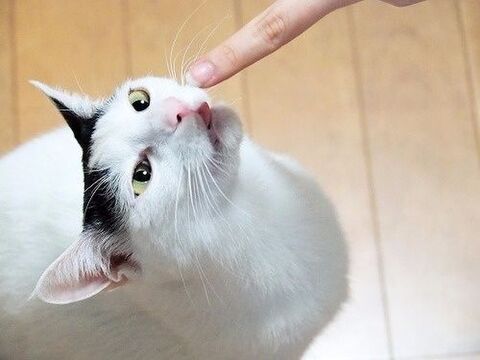 猫はなぜ舐めるの 実は飼い主には教えたくない 猫のホントの気持ち 暮らしニスタ 猫はなぜ舐めるの 実は飼い主には教えたくない 猫のホントの気持ち 暮らしニスタ