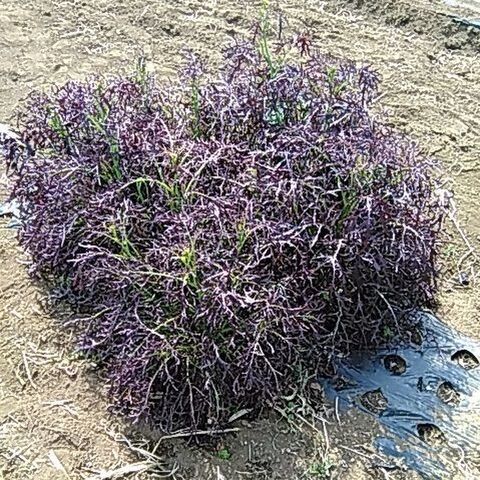 その2 からし菜 捨てずに食べられる 採り遅れのトウ立ち野菜 暮らしニスタ