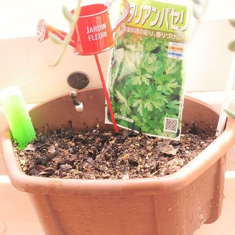 キッチンでも育つ 食べるハーブ 種から育てるイタリアンパセリ 暮らしニスタ キッチンでも育つ 食べるハーブ 種から育てるイタリアンパセリ 暮らしニスタ
