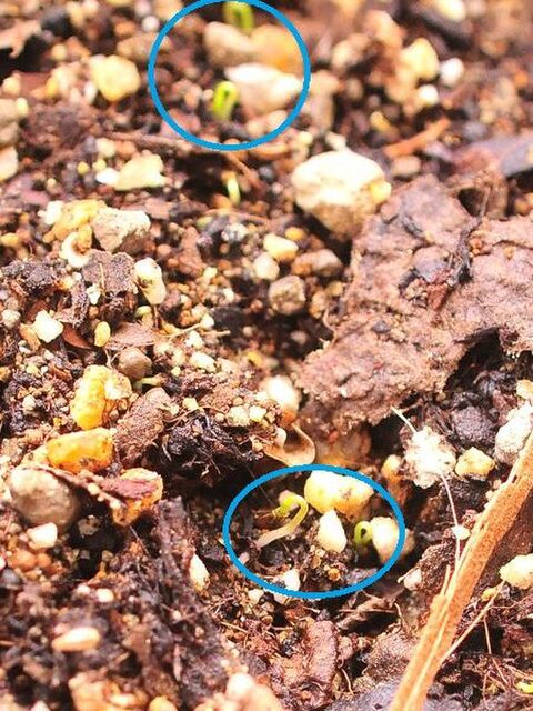 キッチンでも育つ 食べるハーブ 種から育てるイタリアンパセリ 暮らしニスタ キッチンでも育つ 食べるハーブ 種から育てるイタリアンパセリ 暮らしニスタ
