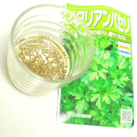 キッチンでも育つ 食べるハーブ 種から育てるイタリアンパセリ 暮らしニスタ キッチンでも育つ 食べるハーブ 種から育てるイタリアンパセリ 暮らしニスタ