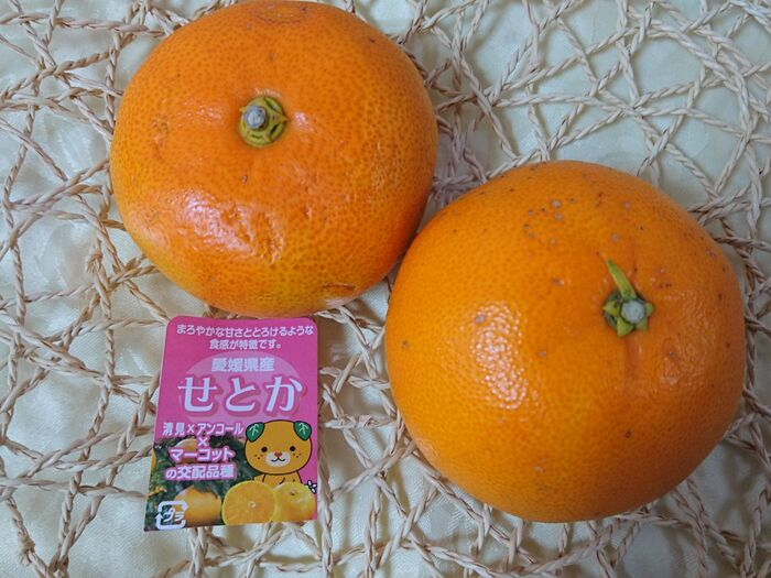 みかんの大トロ　幻の柑橘