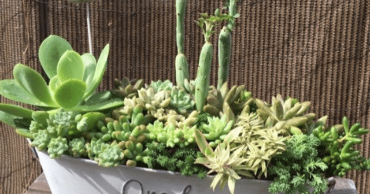 プチプラアイテムを駆使 多肉鉢のアレンジ例 暮らしニスタ