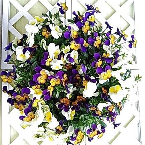 ビオラのリースとドームの切り戻し 間引き 夏越しの準備 暮らしニスタ ビオラのリースとドームの切り戻し 間引き 夏越しの準備 暮らしニスタ