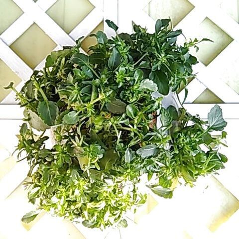 ビオラのリースとドームの切り戻し 間引き 夏越しの準備 暮らしニスタ ビオラのリースとドームの切り戻し 間引き 夏越しの準備 暮らしニスタ