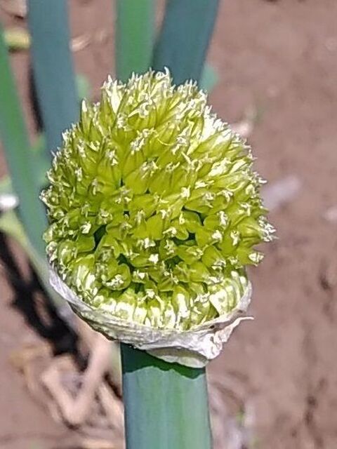 その3 ネギ坊主 捨てずに食べられる 採り遅れのトウ立ち野菜 暮らしニスタ その3 ネギ坊主 捨てずに食べられる 採り遅れのトウ立ち野菜 暮らしニスタ