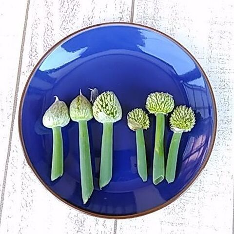 その3 ネギ坊主 捨てずに食べられる 採り遅れのトウ立ち野菜 暮らしニスタ その3 ネギ坊主 捨てずに食べられる 採り遅れのトウ立ち野菜 暮らしニスタ