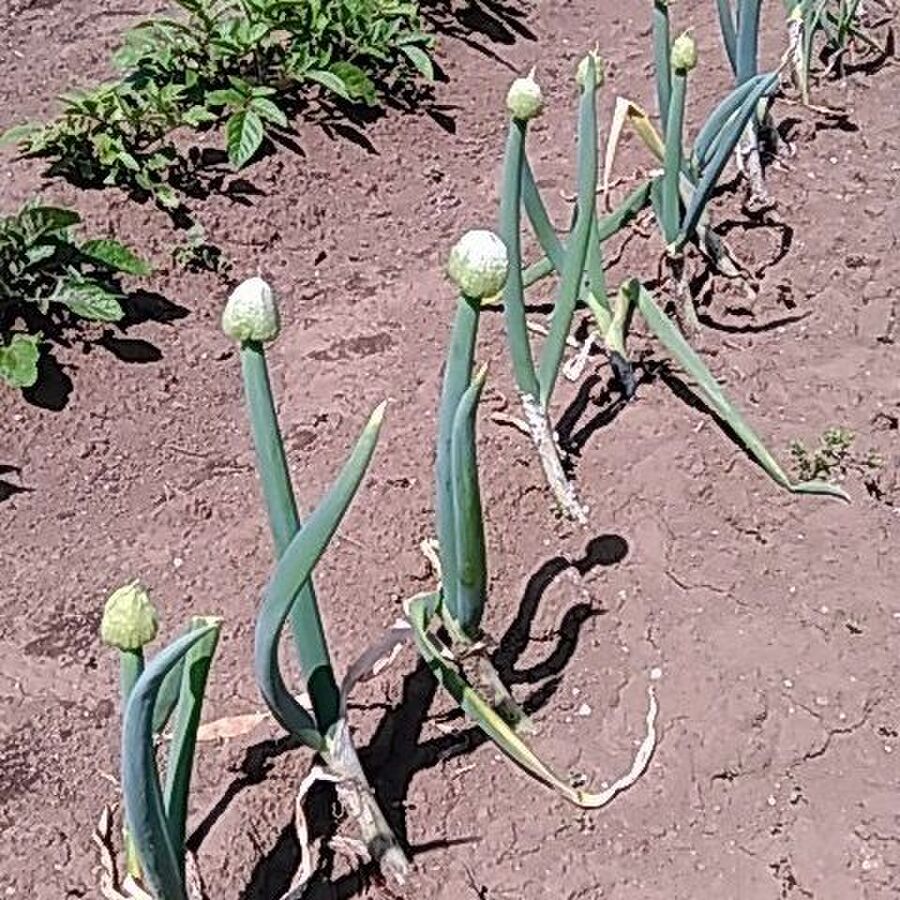 その3 ネギ坊主 捨てずに食べられる 採り遅れのトウ立ち野菜 暮らしニスタ