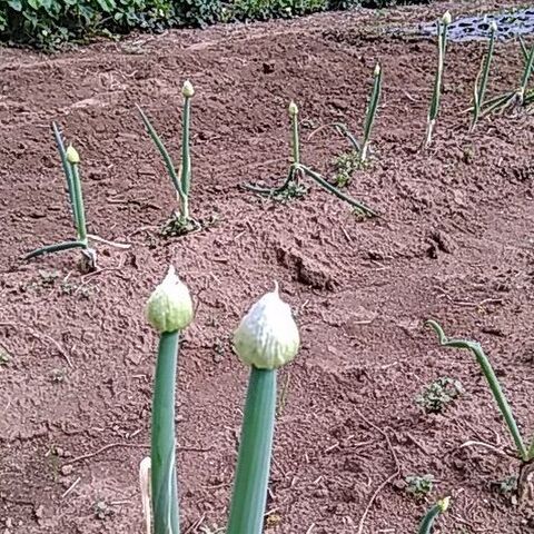 その3 ネギ坊主 捨てずに食べられる 採り遅れのトウ立ち野菜 暮らしニスタ