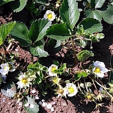 その3 ネギ坊主 捨てずに食べられる 採り遅れのトウ立ち野菜 暮らしニスタ その3 ネギ坊主 捨てずに食べられる 採り遅れのトウ立ち野菜 暮らしニスタ