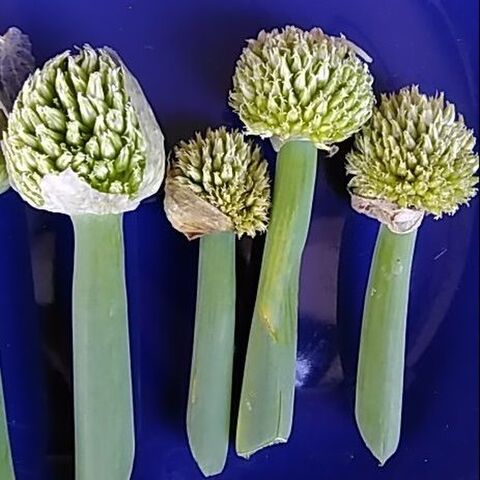 その3 ネギ坊主 捨てずに食べられる 採り遅れのトウ立ち野菜 暮らしニスタ その3 ネギ坊主 捨てずに食べられる 採り遅れのトウ立ち野菜 暮らしニスタ