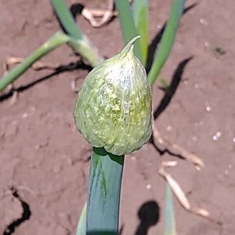 その3 ネギ坊主 捨てずに食べられる 採り遅れのトウ立ち野菜 暮らしニスタ その3 ネギ坊主 捨てずに食べられる 採り遅れのトウ立ち野菜 暮らしニスタ