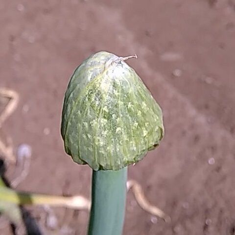 その3 ネギ坊主 捨てずに食べられる 採り遅れのトウ立ち野菜 暮らしニスタ その3 ネギ坊主 捨てずに食べられる 採り遅れのトウ立ち野菜 暮らしニスタ