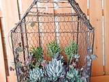 多肉植物の寄せ植えＩＮセリアの100均商品で作るバードケージ風コンテナ(^^♪