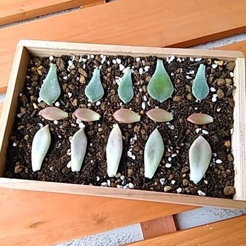 多肉植物を殖やそう 葉挿し編 1枚の葉から同じ品種を育てよう 暮らしニスタ 多肉植物を殖やそう 葉挿し編 1枚の葉から同じ品種を育てよう 暮らしニスタ