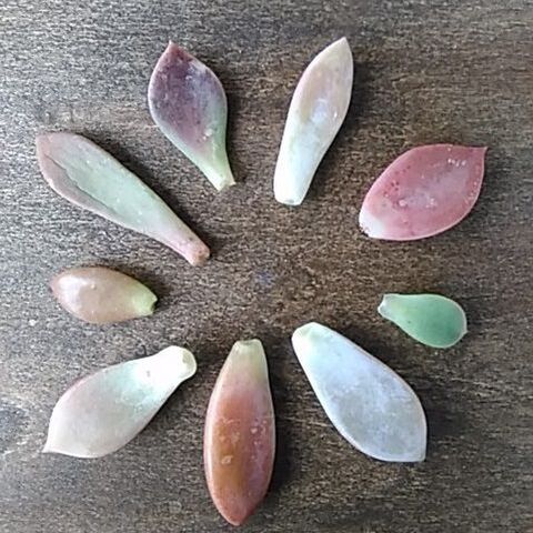 多肉植物を殖やそう 葉挿し編 1枚の葉から同じ品種を育てよう 暮らしニスタ 多肉植物を殖やそう 葉挿し編 1枚の葉から同じ品種を育てよう 暮らしニスタ