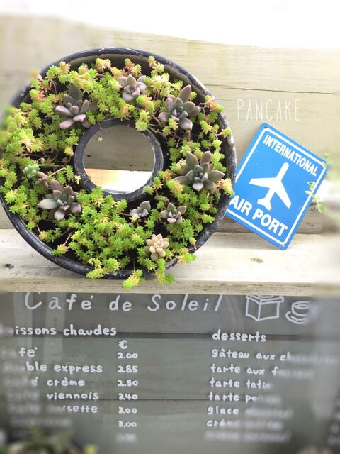 シフォンケーキ型で お手入れ簡単多肉植物 暮らしニスタ シフォンケーキ型で お手入れ簡単多肉植物 暮らしニスタ