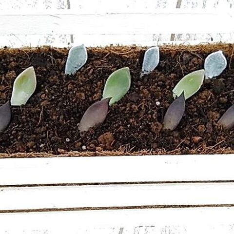 多肉植物を殖やそう 葉挿し編 1枚の葉から同じ品種を育てよう 暮らしニスタ 多肉植物を殖やそう 葉挿し編 1枚の葉から同じ品種を育てよう 暮らしニスタ