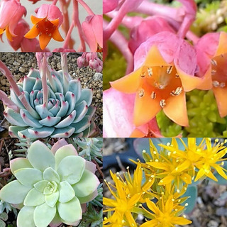 多肉植物のまとめ 暮らしニスタ