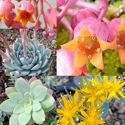 多肉植物を殖やそう 葉挿し編 1枚の葉から同じ品種を育てよう 暮らしニスタ 多肉植物を殖やそう 葉挿し編 1枚の葉から同じ品種を育てよう 暮らしニスタ