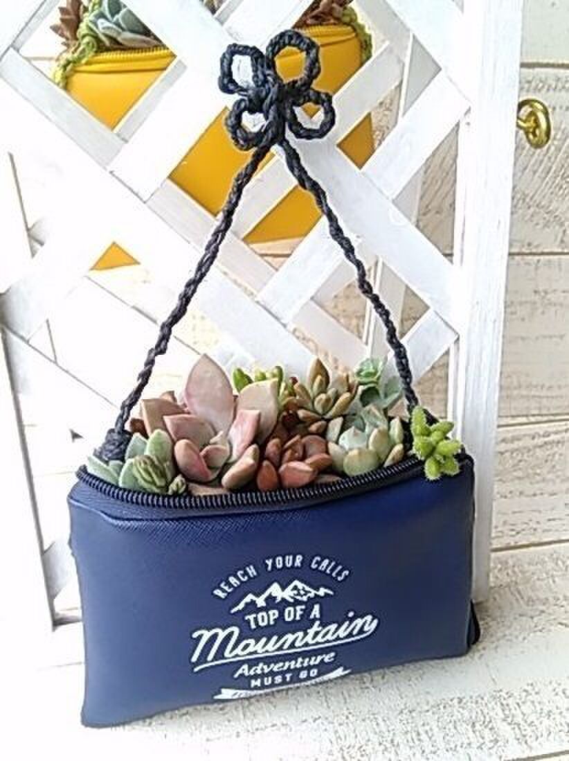 多肉植物の寄せ植え flet sの100均ポーチに 暮らしニスタ