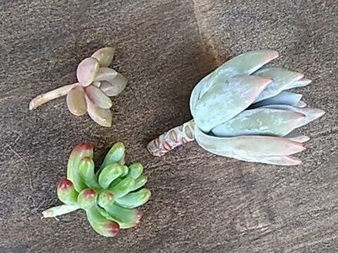 多肉植物のカット苗作り 100均の可愛いマグカップに飾りながら茎曲がりを防止 暮らしニスタ 多肉植物のカット苗作り 100均の可愛いマグカップに飾りながら茎曲がりを防止 暮らしニスタ