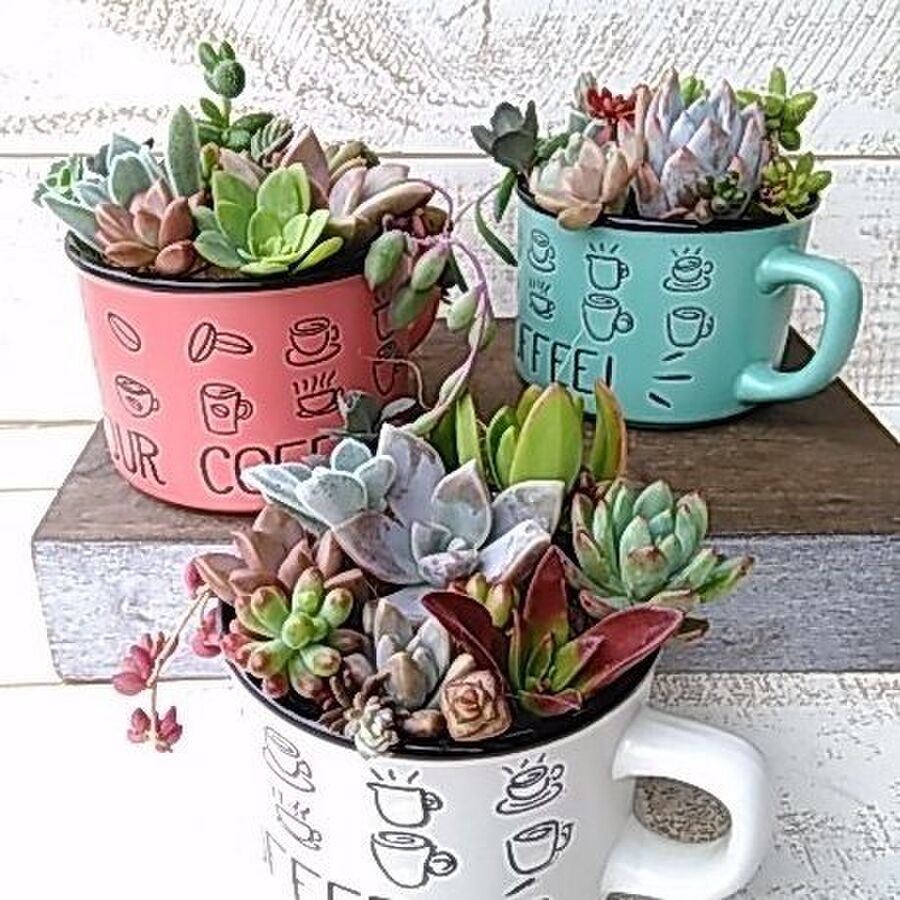 多肉植物のカット苗作り 100均の可愛いマグカップに飾りながら茎曲がりを防止 暮らしニスタ 多肉植物のカット苗作り 100均の可愛いマグカップに飾りながら茎曲がりを防止 暮らしニスタ