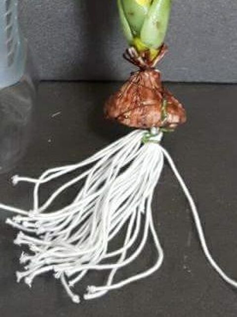 100均の造花で作ったヒヤシンスの水栽培を紹介します 暮らしニスタ 100均の造花で作ったヒヤシンスの水栽培を紹介します 暮らしニスタ