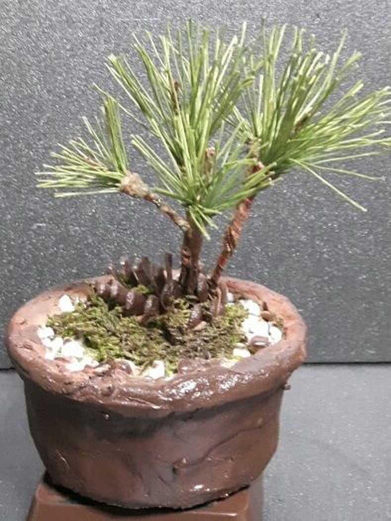 100均の材料で簡単に作れる松ぼっくりのミニ盆栽を紹介します 暮らしニスタ 100均の材料で簡単に作れる松ぼっくりのミニ盆栽を紹介します 暮らしニスタ