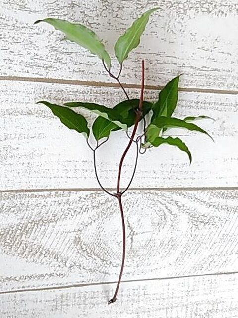 クレマチスを殖やそう 水挿し編 ペットボトルで水挿し 発根 暮らしニスタ