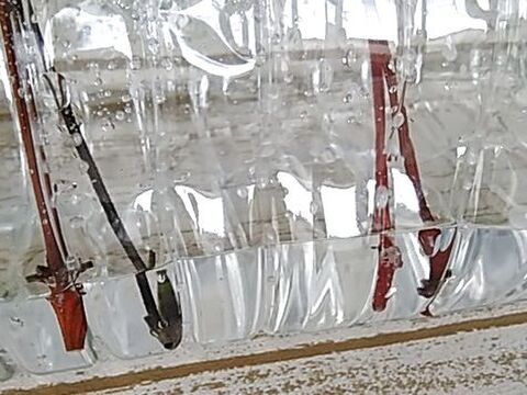 クレマチスを殖やそう 水挿し編 ペットボトルで水挿し 発根 暮らしニスタ