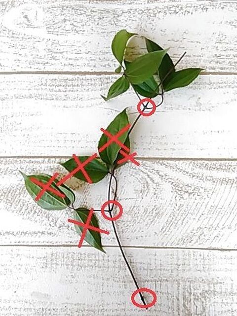 クレマチスを殖やそう 水挿し編 ペットボトルで水挿し 発根 暮らしニスタ