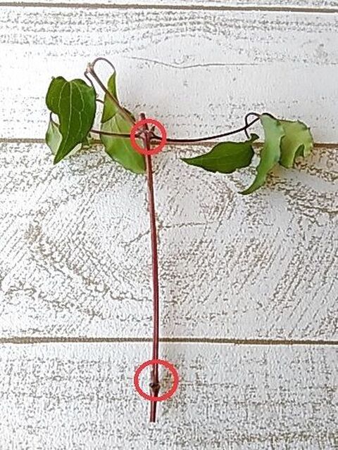 クレマチスを殖やそう 水挿し編 ペットボトルで水挿し 発根 暮らしニスタ