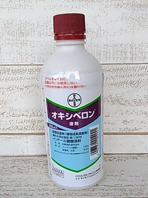 クレマチスを殖やそう 水挿し編 ペットボトルで水挿し 発根 暮らしニスタ クレマチスを殖やそう 水挿し編 ペットボトルで水挿し 発根 暮らしニスタ