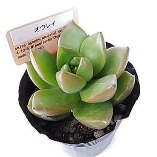 ナチュラルキッチンの多肉植物の苗4個セット 安いっ 可愛い 暮らしニスタ ナチュラルキッチンの多肉植物の苗4個セット 安いっ 可愛い 暮らしニスタ