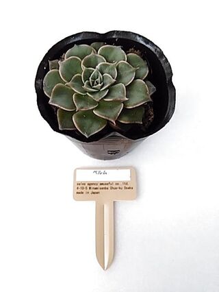 ナチュラルキッチンの多肉植物の苗4個セット 安いっ 可愛い 暮らしニスタ ナチュラルキッチンの多肉植物の苗4個セット 安いっ 可愛い 暮らしニスタ